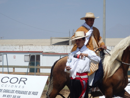 Peruvian Step Horse Show.